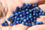 DISTHENE perles rondes 4 mm