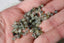 PREHNITE perles FACETTES 4 mm