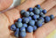 Perles LAPIS LAZULI Mat 6 et 8 mm