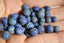 Perles LAPIS LAZULI Mat 6 et 8 mm