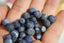 Perles de SODALITE mate perles de 6 et 8 mm