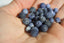 Perles de SODALITE mate perles de 6 et 8 mm