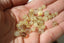 QUARTZ RUTILE perles de 6 et 8 mm