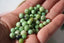 CHRYSOPRASE, perles de 6 et 8 mm