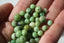 CHRYSOPRASE, perles de 6 et 8 mm