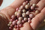 RHODONITE UNIE perles de 4, 6 et 8 mm