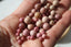 RHODONITE UNIE perles de 4, 6 et 8 mm