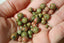 UNAKITE perles en 4 6 8 mm