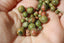 UNAKITE perles en 4 6 8 mm