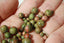 UNAKITE perles en 4 6 8 mm